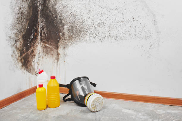 Best Same-Day Mold Removal  in Running Springs, CA