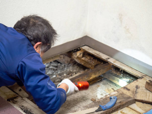 Best Mold Removal Company Near Me  in Running Springs, CA