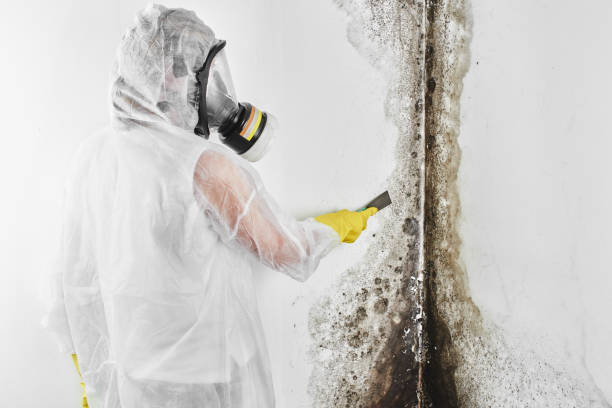 Best Mold Cleaning Services  in Running Springs, CA