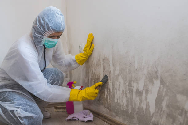 Best Certified Mold Removal  in Running Springs, CA