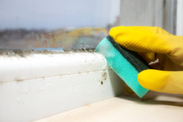Best Local Mold Removal Service  in Running Springs, CA