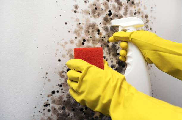 Best Black Mold Removal  in Running Springs, CA