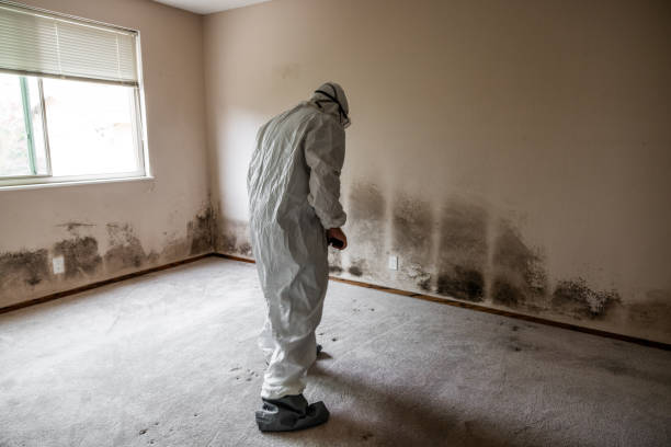 Best Toxic Mold Removal  in Running Springs, CA