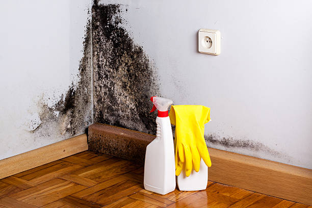 Best Commercial Mold Removal  in Running Springs, CA