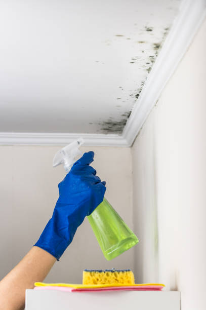 Certified Mold Removal in Running Springs, CA